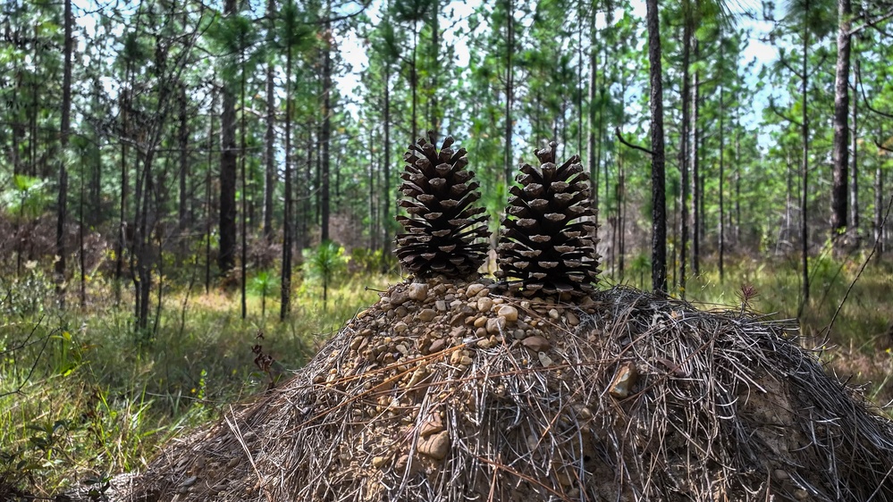 Longleaf Pine Research