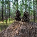 Longleaf Pine Research