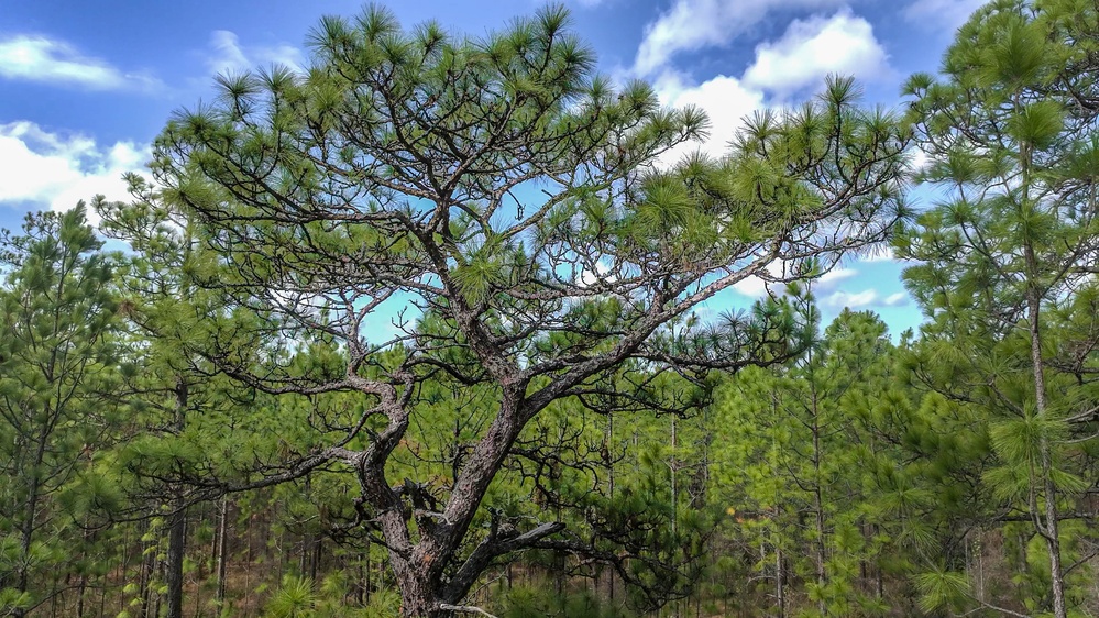 Longleaf Pine Research