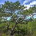 Longleaf Pine Research