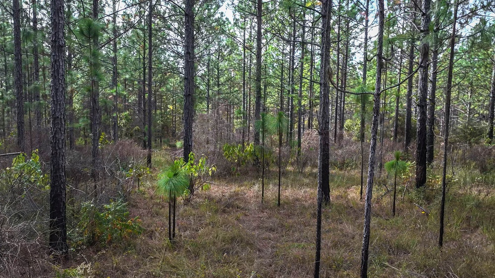 Longleaf Pine Research