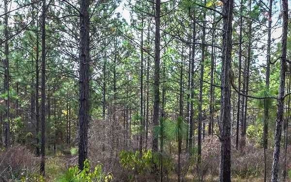 Longleaf Pine Research