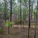 Longleaf Pine Research