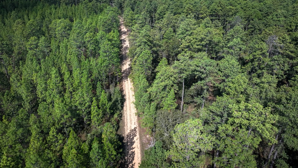 Longleaf Pine Research