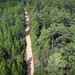 Longleaf Pine Research