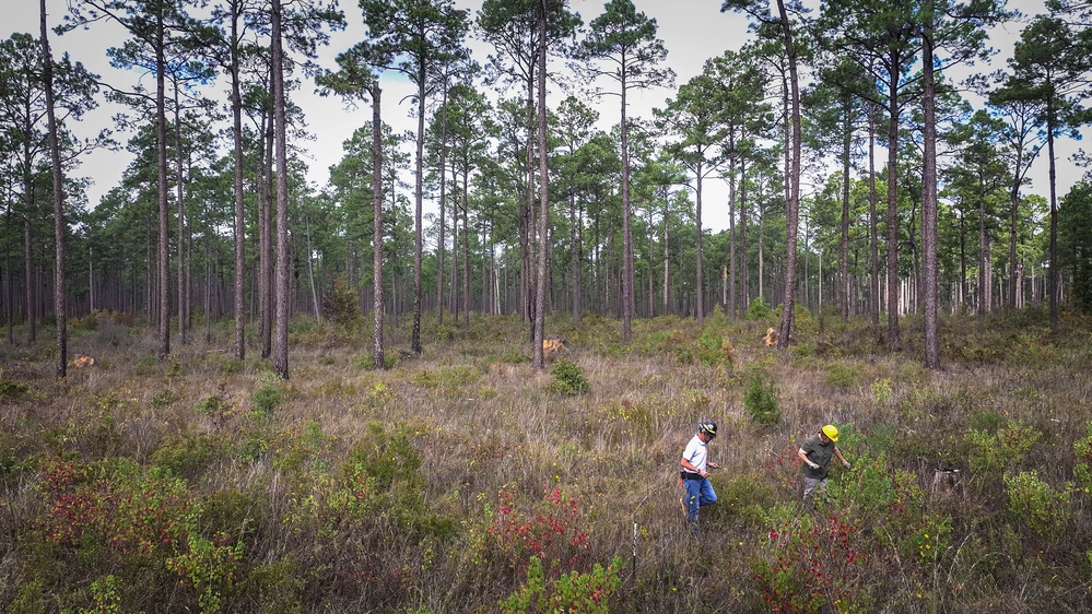 Longleaf Pine Research