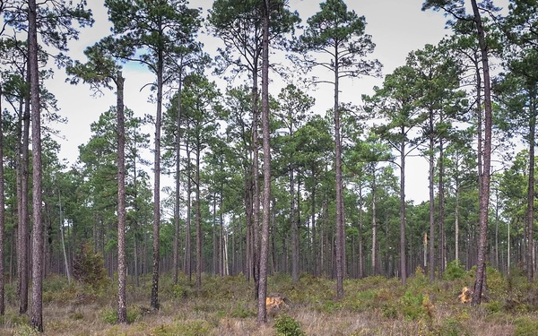 Longleaf Pine Research