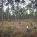 Longleaf Pine Research