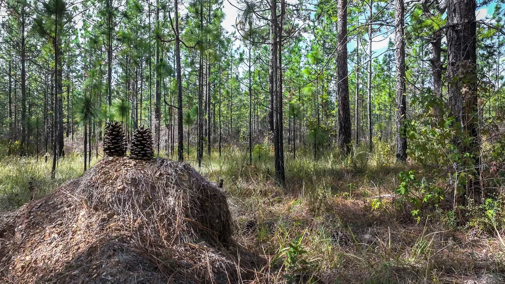 Longleaf Pine Research