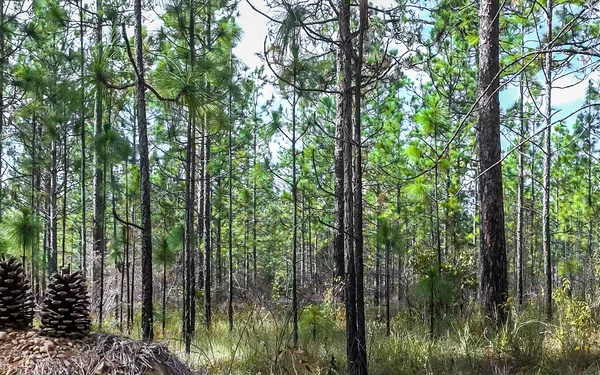 Longleaf Pine Research