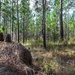 Longleaf Pine Research