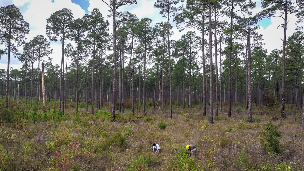 Longleaf Pine Research