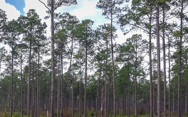 Longleaf Pine Research