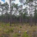 Longleaf Pine Research