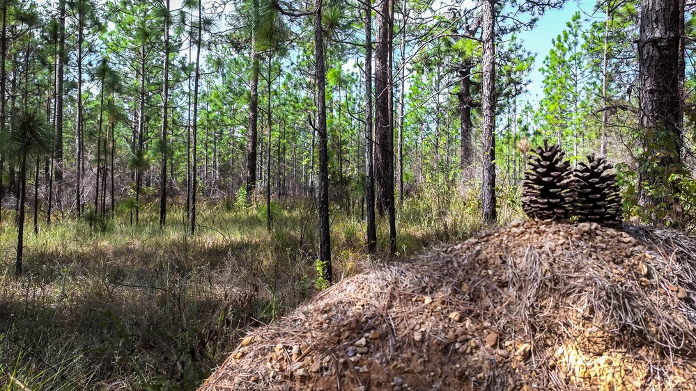 Longleaf Pine Research