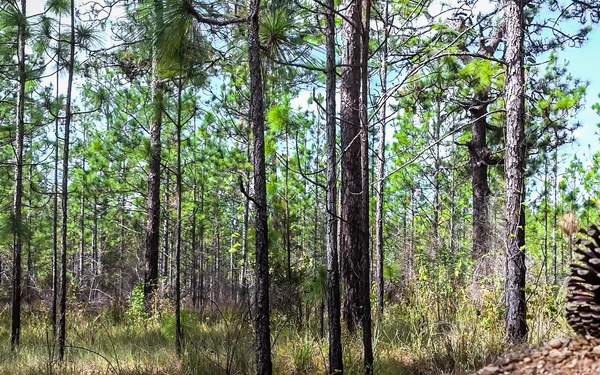 Longleaf Pine Research