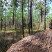 Longleaf Pine Research