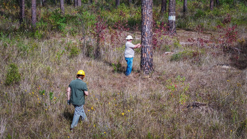 Longleaf Pine Research