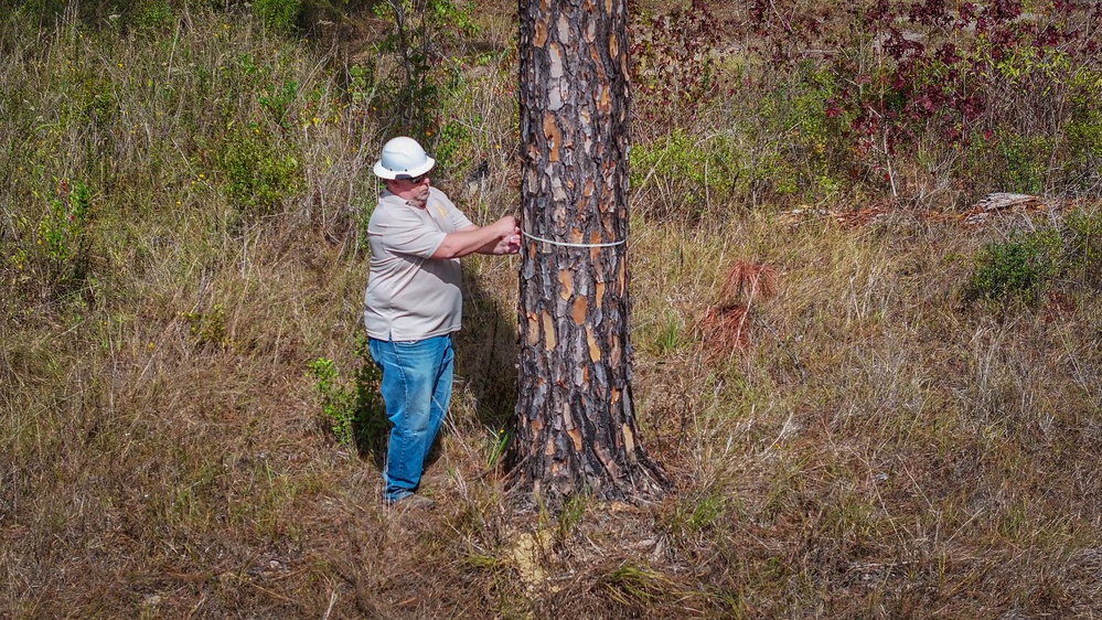 Longleaf Pine Research