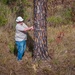 Longleaf Pine Research