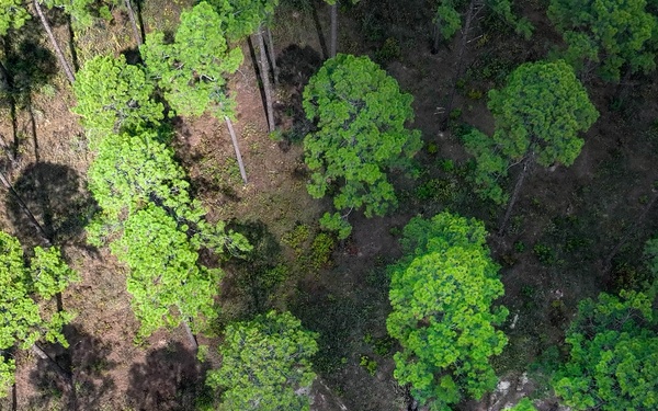 Longleaf Pine Research