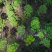 Longleaf Pine Research
