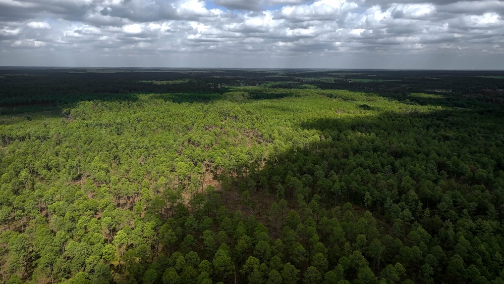 Longleaf Pine Research