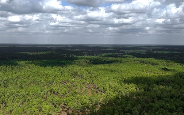 Longleaf Pine Research