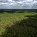 Longleaf Pine Research