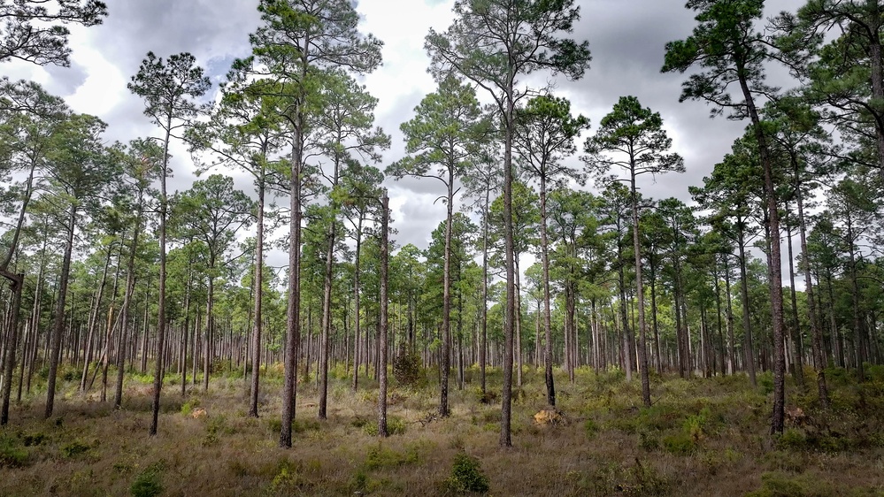 Longleaf Pine Research