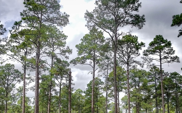 Longleaf Pine Research