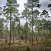 Longleaf Pine Research