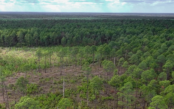 Longleaf Pine Research