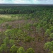 Longleaf Pine Research