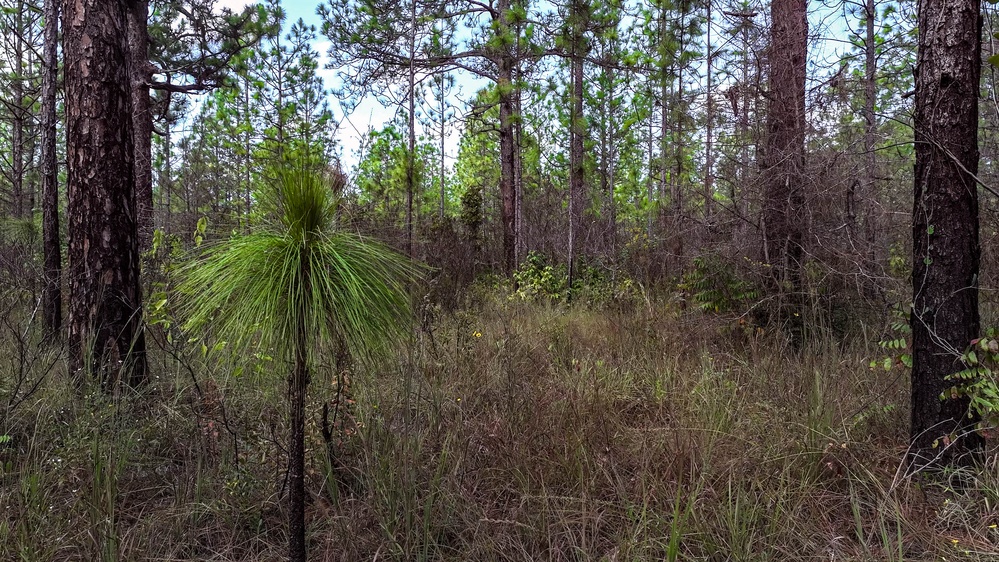 Longleaf Pine Research