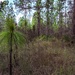 Longleaf Pine Research