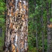 Longleaf Pine Research