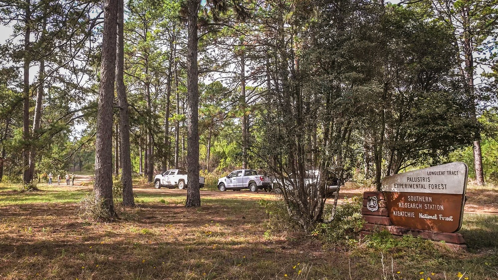 Longleaf Pine Research