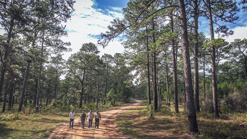 Longleaf Pine Research