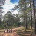 Longleaf Pine Research