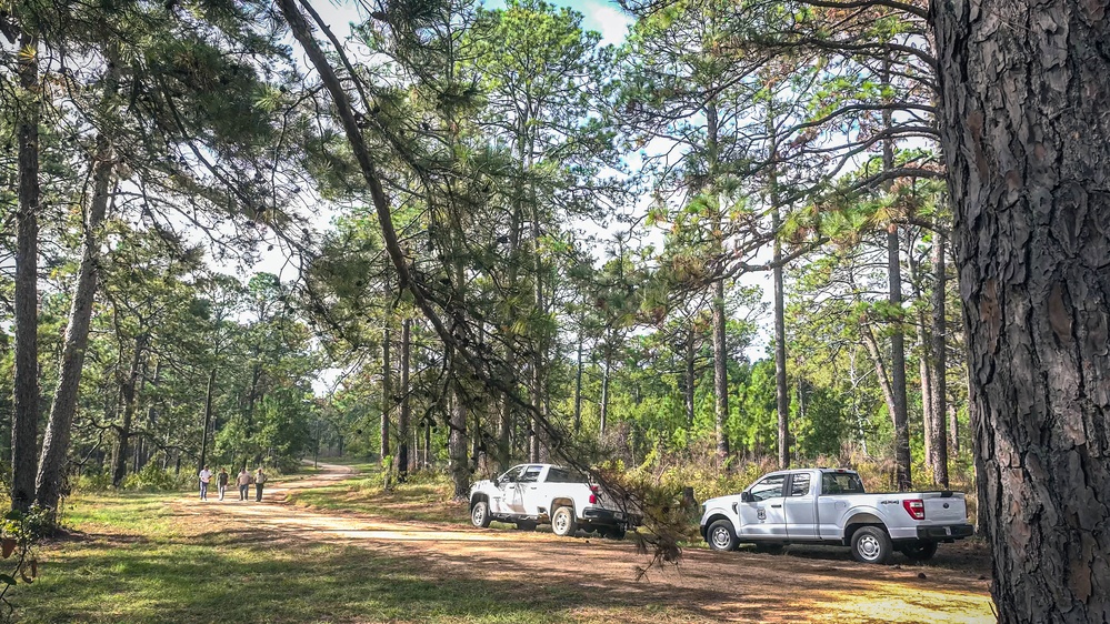 Longleaf Pine Research