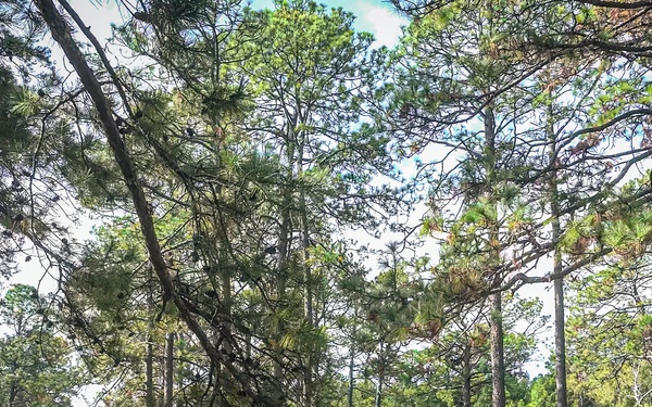 Longleaf Pine Research