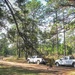 Longleaf Pine Research