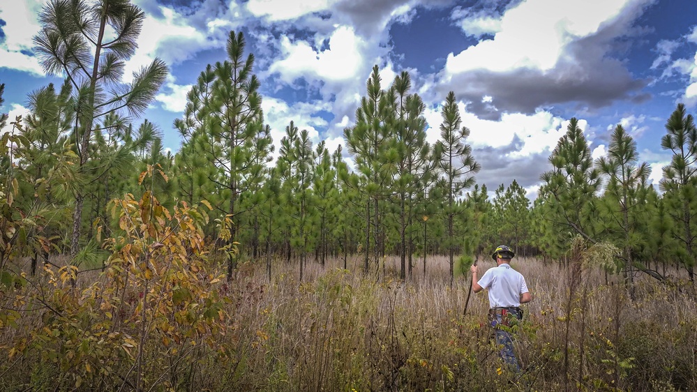 Longleaf Pine Research