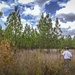 Longleaf Pine Research