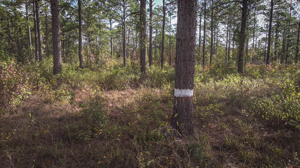 Longleaf Pine Research