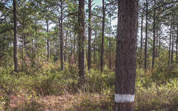 Longleaf Pine Research