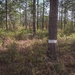 Longleaf Pine Research