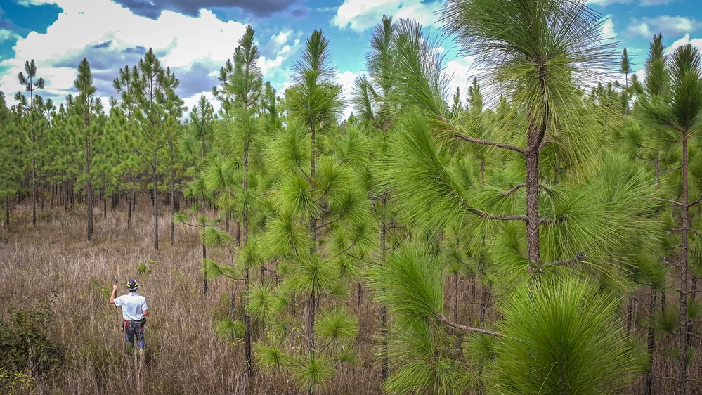 Longleaf Pine Research