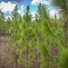 Longleaf Pine Research